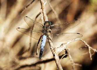 libellule grise