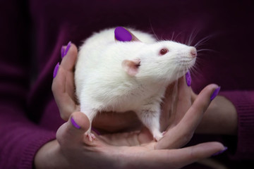Cute white rat in the hands