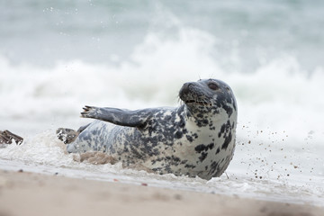 grey seal, halichoerus grypus, Helgoland, Dune island