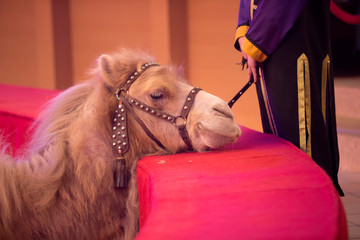 Sad Circus camel with trainer