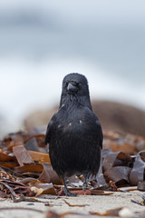carrion crow, corvus corone, Helgoland, Dune island