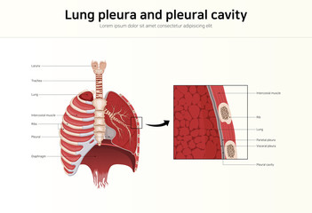 Lung pleura and pleural cavity
