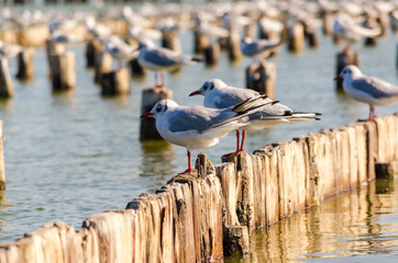 two sea gulls sit on stumps in the water