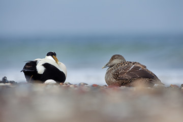 common eider, somateria mollissima, cuddy's duck, Helgoland, Dune island