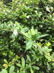 flowers in the garden