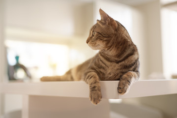 Beautiful short hair cat lying on white table at home