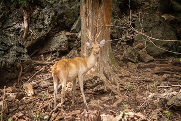 Alone Deer standing under tree in nature.
