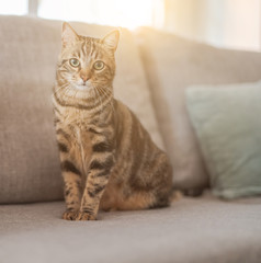 Fototapeta na wymiar Beautiful short hair cat lying on the sofa at home