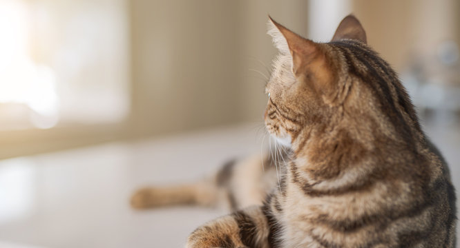 Beautiful short hair cat lying on white table at home