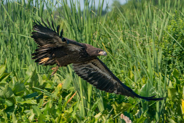 Flying Juvenile Bald Eagle over grassy background