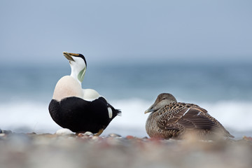common eider, somateria mollissima, cuddy's duck, Helgoland, Dune island