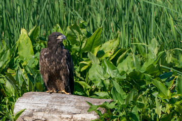 Perched Juvenile Bald Eagle on Stump with Green background