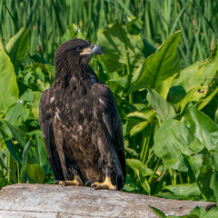 Perched Juvenile Bald Eagle on Stump with Green background