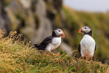 Portrait of Atlantic puffin during daytime on Iceland