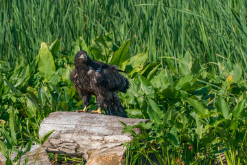 Perched Juvenile Bald Eagle on Stump with Green background