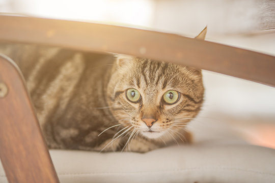 Cute short hair at the garden sittion on a chair outdoors, playing outside on a sunny day