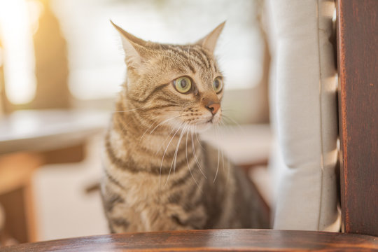 Cute short hair at the garden sittion on a chair outdoors, playing outside on a sunny day