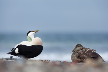 Fototapeta premium common eider, somateria mollissima, cuddy's duck, Helgoland, Dune island