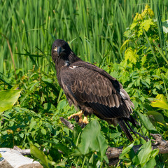 Perched Juvenile Bald Eagle on Stump with Green background