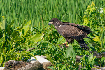 Perched Juvenile Bald Eagle on Stump with Green background