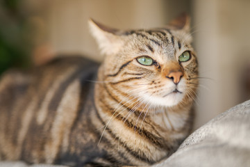 Beautiful short hair cat lying on the sofa at home