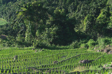 rice terrace paddy field on mountain