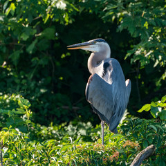 Great Blue Heron Perched with Gren background