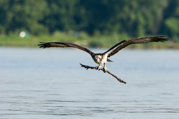 Osprey flying over River with a stick