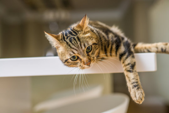 Beautiful short hair cat lying on white table at home