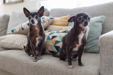 Beautiful and cute little chihuahuas sitting on the sofa at home
