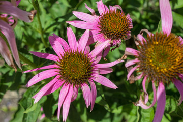 Flowers medicinal beneficial plant Echinacea close-up.