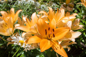 Summer flowers - bright yellow and orange blooming lilies close-up on a flower bed.