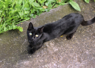 View of the black cat from the terrace above