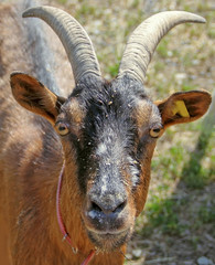 Portrait of a brown goat with big horns, domestic animals on a ranch