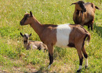 Naklejka na ściany i meble Family goats in the meadow on a sunny day