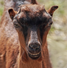 Fototapeta premium Portrait, goats without horns