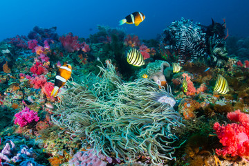 Fototapeta na wymiar Banded Clownfish on a colorful tropical coral reef