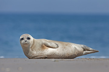 harbor seal,harbour seal, phoca vitulina,  common seal
