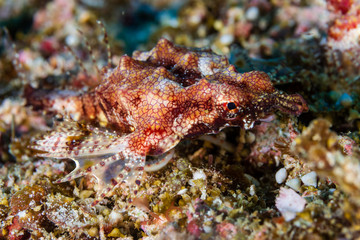Unusual Longtail Seamoth on the Seabed of a Tropical Coral Reef