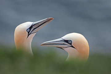 northern gannet, morus bassanus, Helgoland, Dune island