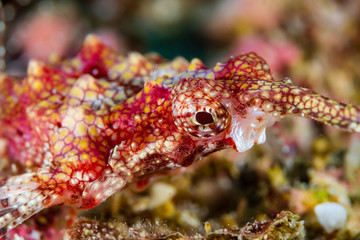 Unusual Longtail Seamoth on the Seabed of a Tropical Coral Reef