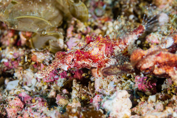 Fototapeta na wymiar Unusual Longtail Seamoth on the Seabed of a Tropical Coral Reef