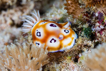 Colorful Nudibranch on a Tropical Coral Reef
