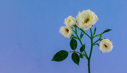 White roses on blue color background. Isolated. Copy space for text.