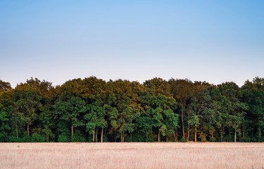 Fototapeta premium Field with tall dry grass at forest edge in evening sun.