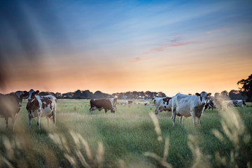 Dairy cattle in summer meadow at sunset. © ysbrandcosijn
