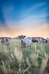 Dairy cattle in summer meadow at sunset.