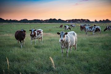Dairy cattle in summer meadow at sunset.