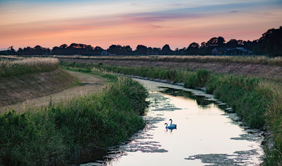 Two swans in river through rural landscape at sunset.