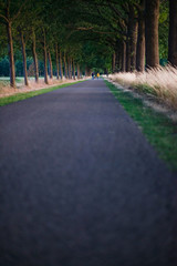 Two people with dog on country road at dusk.